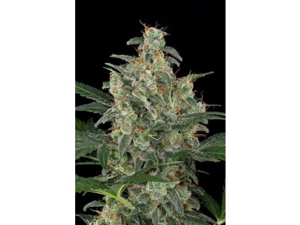 464a20294f9b7d3eee388182004c67d0 4965