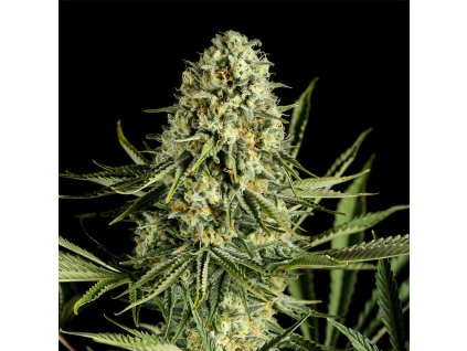 0003057 critical cheese upscayl 2x ultramix balanced