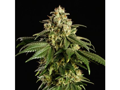 Dream Sherbet