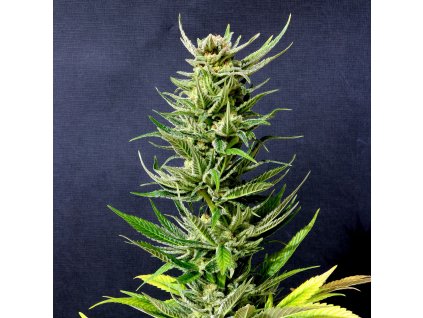 karibbean mango product image 4851