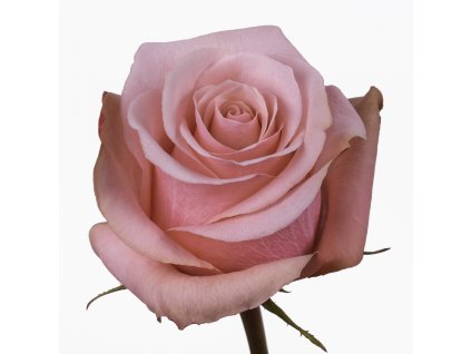 Be Sweet 1
