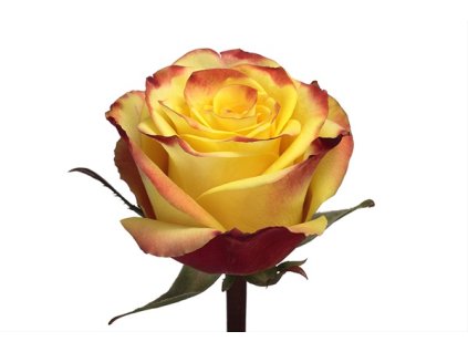 04 High and yellow magic