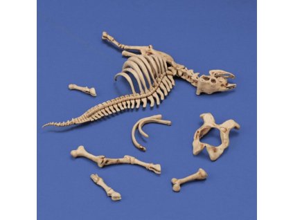 1/35 Cow skeleton n.3