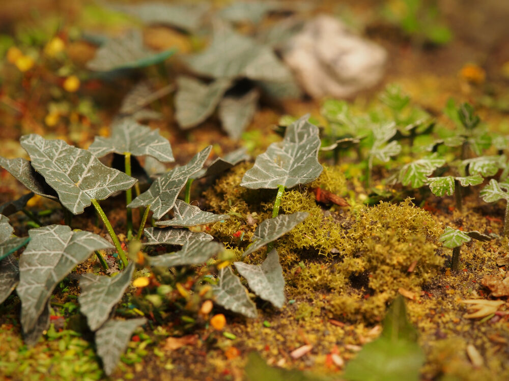 Fotografie 1/35 Plants & Weeds E