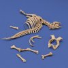 1/35 Cow skeleton n.3