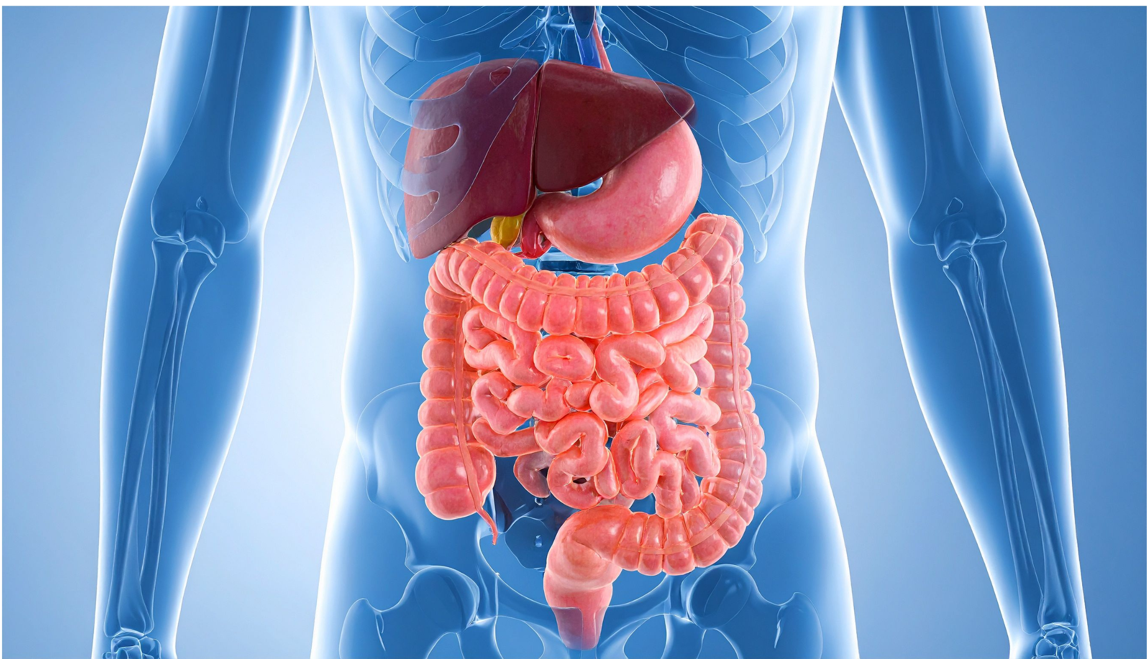 gut