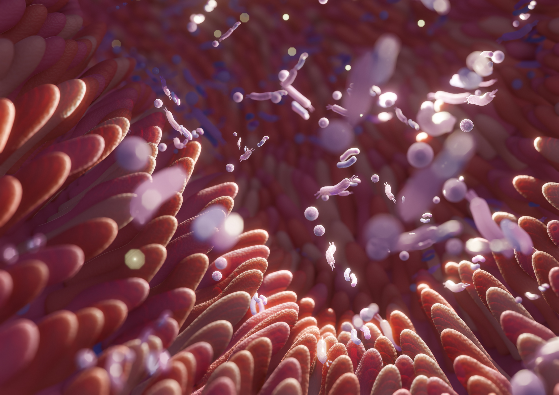 lactobacillus