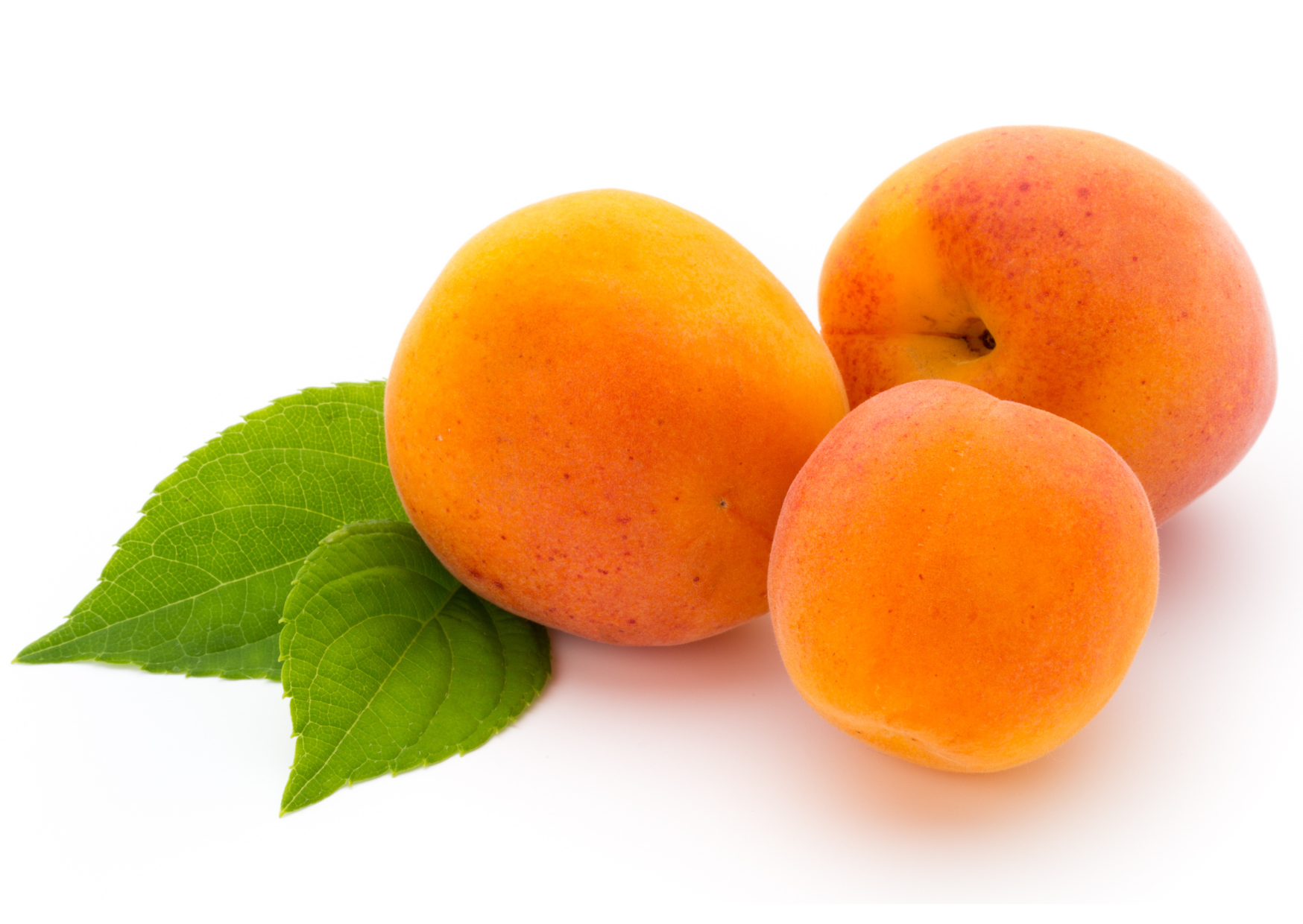 APRICOT
