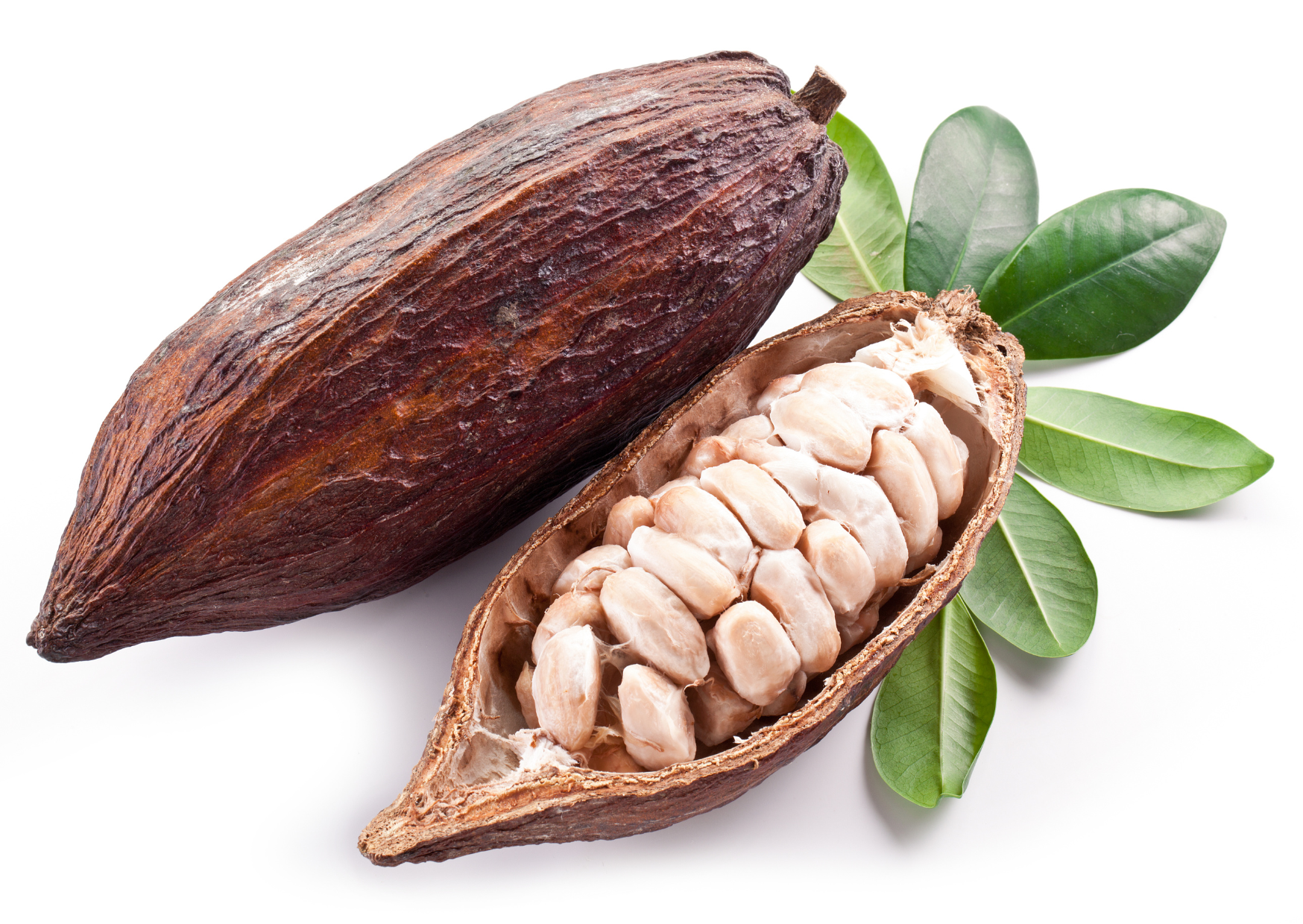 COCOA