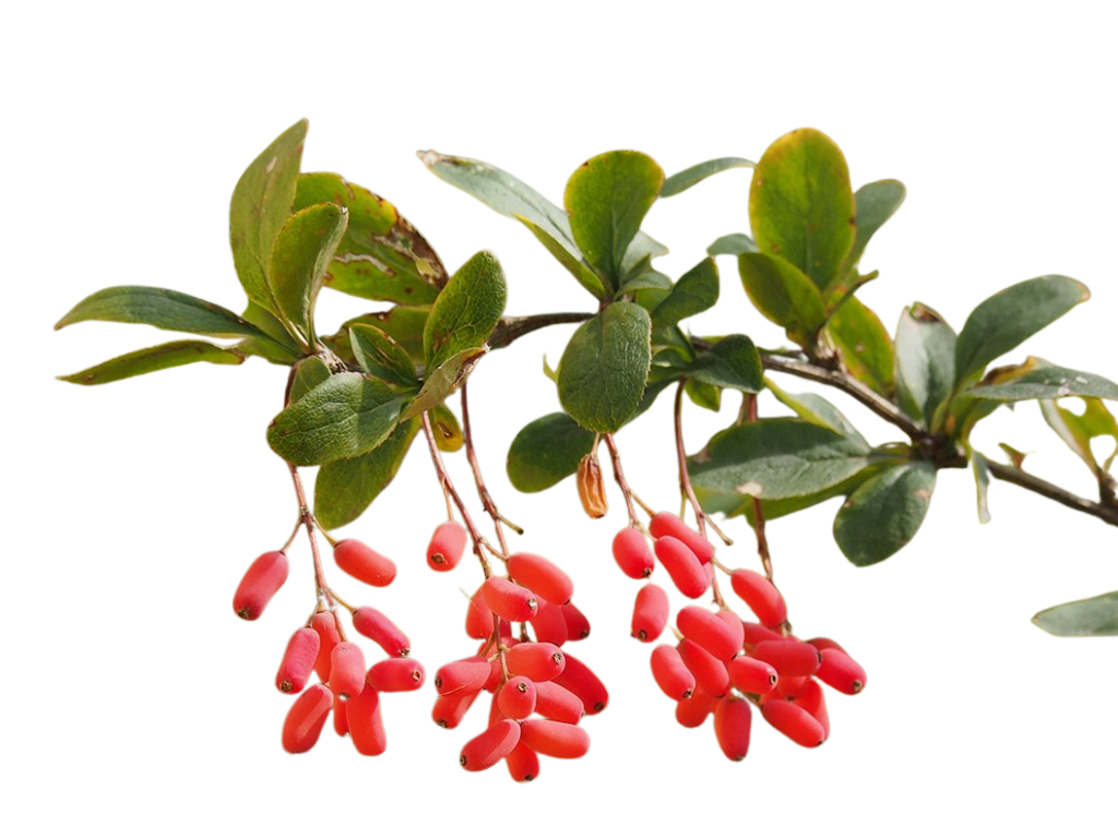 berberis