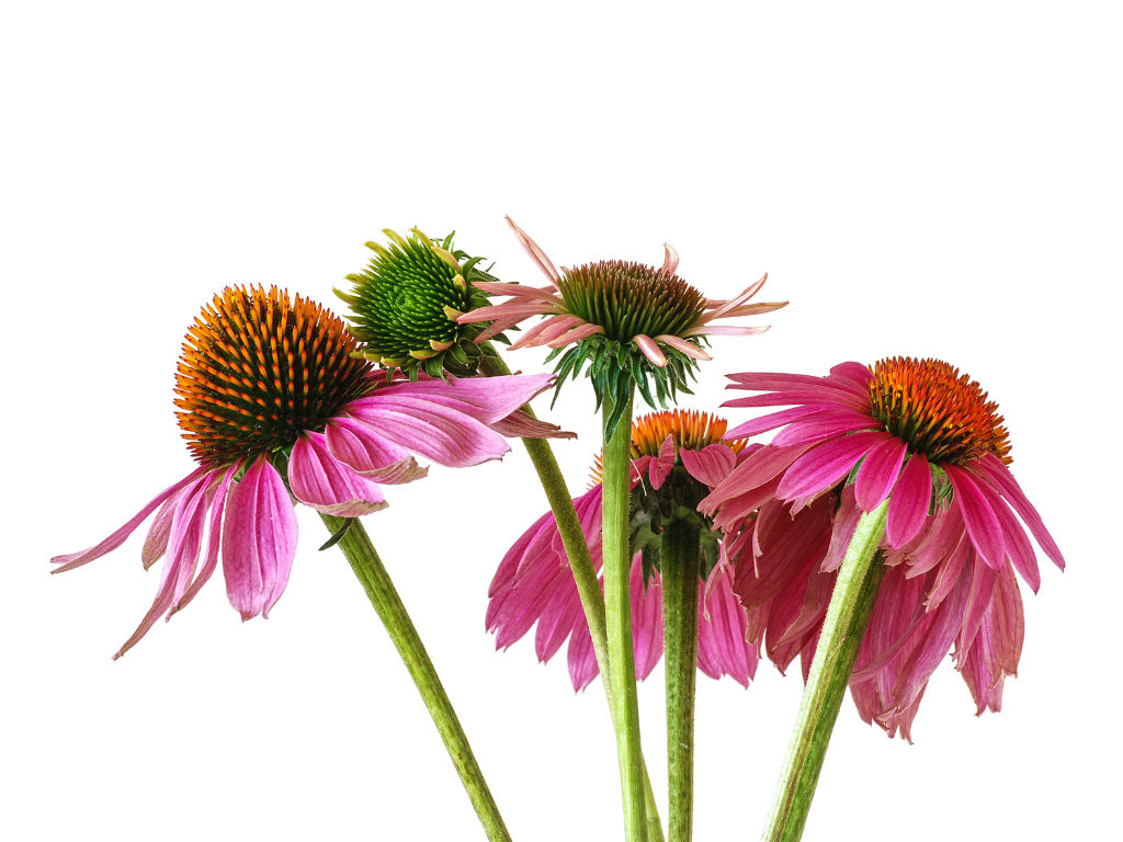 echinacea