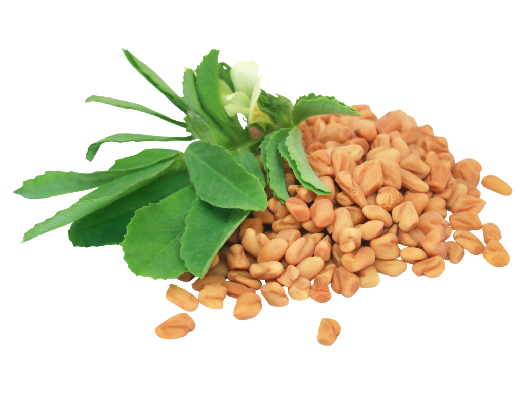 fenugreek