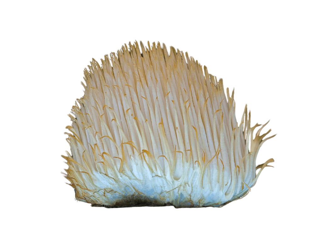hericium