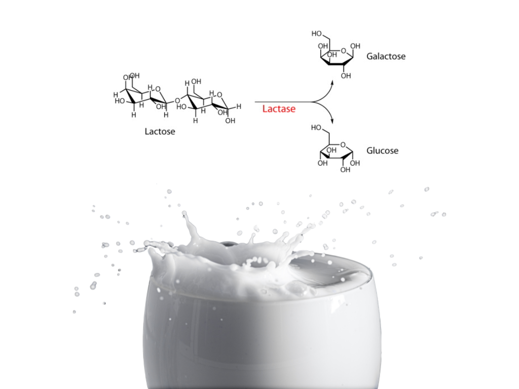 lactase