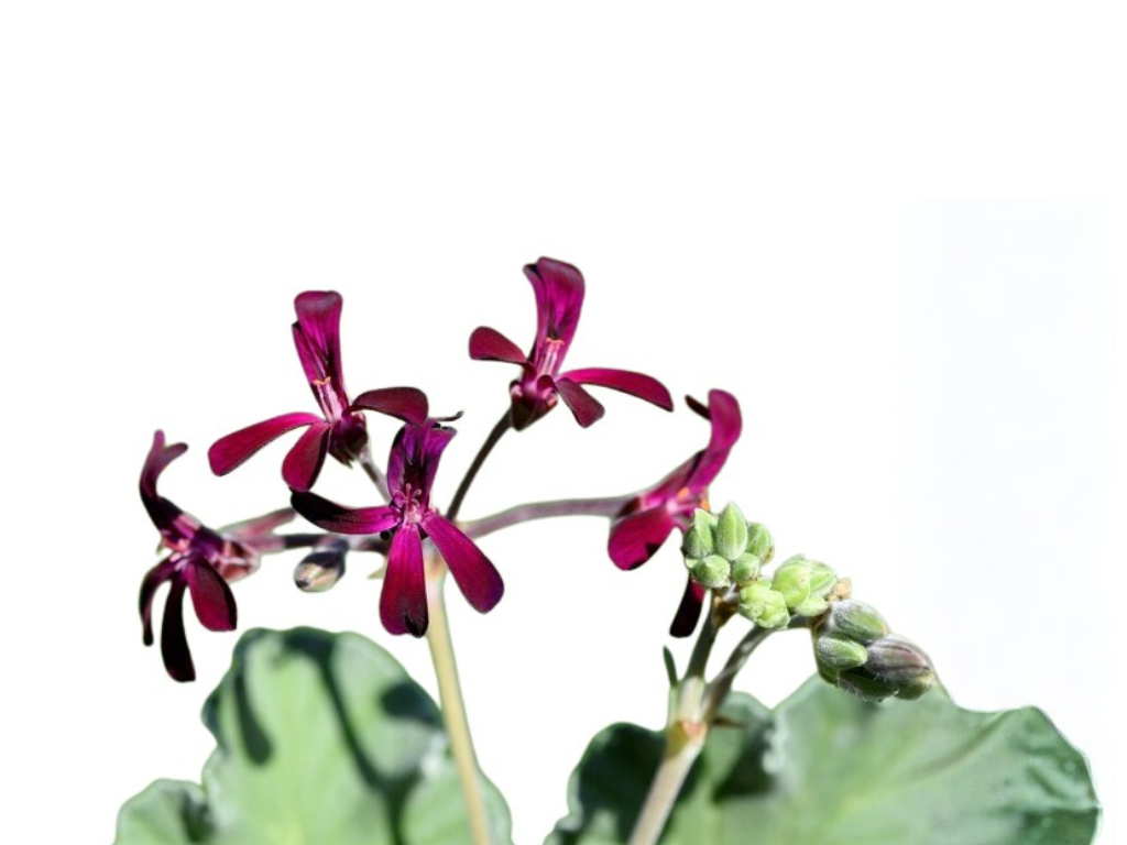 pelargoniumI