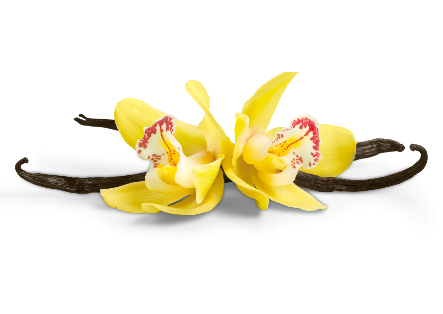 Vanilla