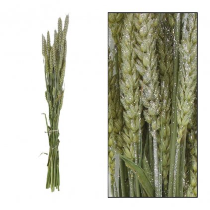 AKCIA! Triticum nature zv.SILVER 70x10x5cm