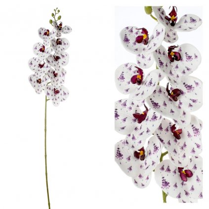 ORCHIDEA PHALENOPSIS BIELA S FIAL KVETMI 96CM