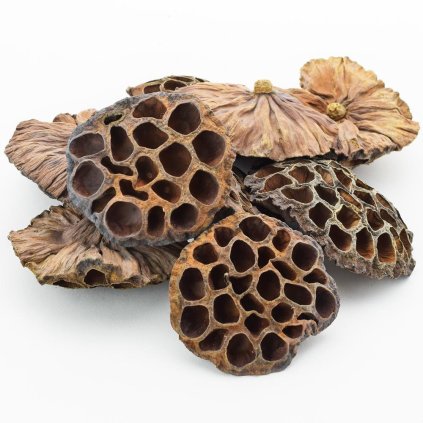 T008 LOTOS EXTRA VEĽKÝ 9-12CM S/10