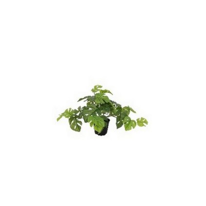 MONSTERA V KVETINÁČI 23CM