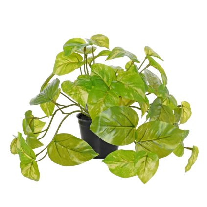 POTHOS V KVETINÁČI PANAŠOVANÝ 23CM