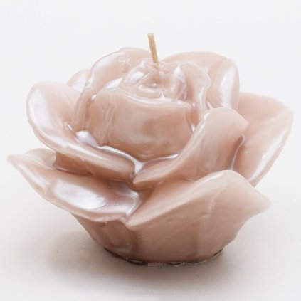 AKCIA!RUŽA ROZKVITNUTÁ CAPPUCINO 7x9x9cm