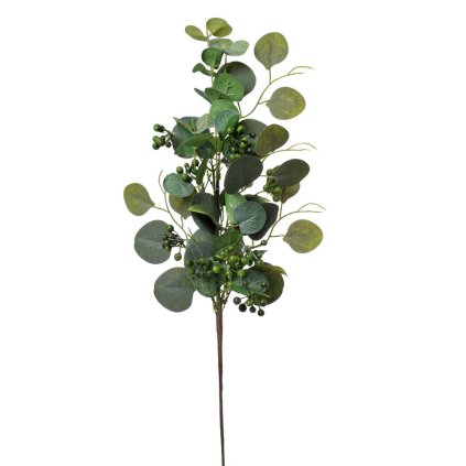 VETVIČKA EUCAL. POPULUS, ZEL. KORENIE 51CM