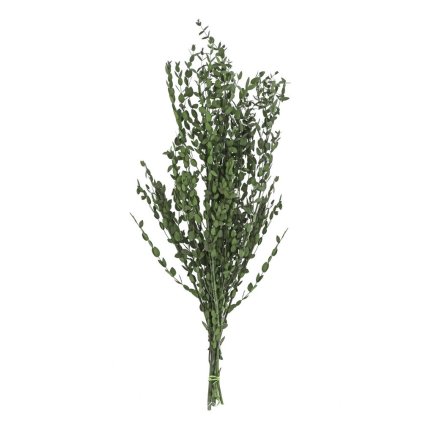 OLIVOVNÍK SUŠINA ZELENÁ