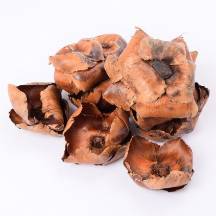 I385LPACZ PALM CUP LAQ. S/10