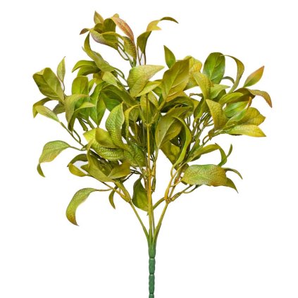 ZÁPICH ŠALVIA ORANŽOVOZELENÁ 33CM