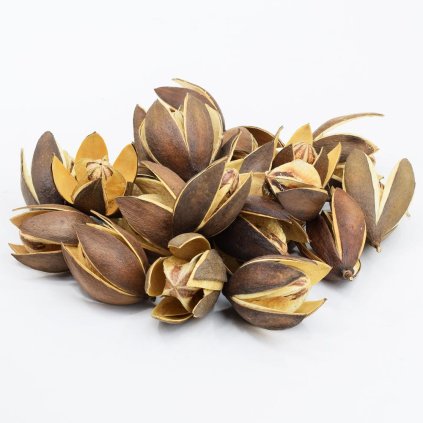 I117NPacz LILY SUSZ S/20