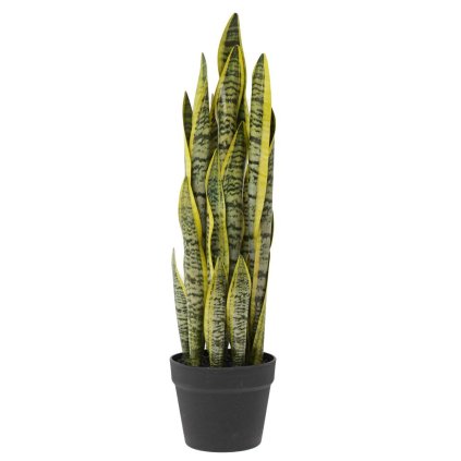 SANSEVIERIA V KVETINÁČI(16*13CM) 63CM x21