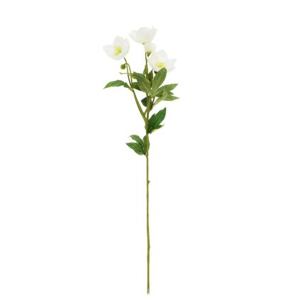 KS ČEMERICA BIELA 62CM