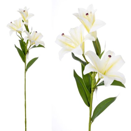 ĽALIA STARGAZER BIELA 3 KVETY 73CM