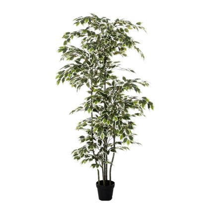 FIKUS V PLAST.KVETINÁČI 210CM