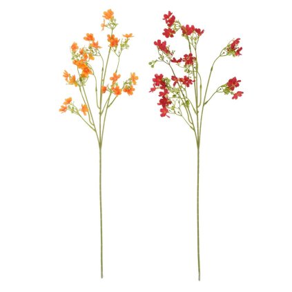 KONÁR OXYPETALUM ČER/ORANŽ MIX/2F 64CM