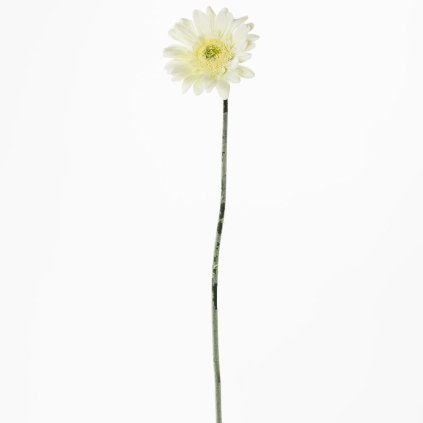 KS GERBERA BIELA 45CM