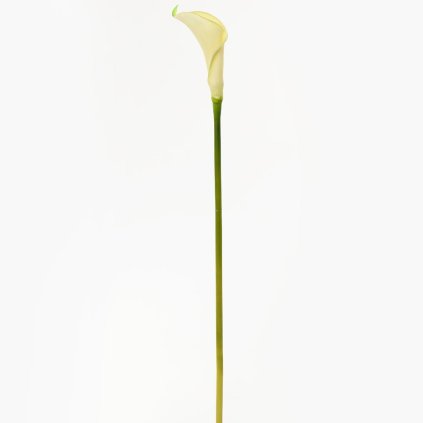 KS CALLA BIELA 67CM