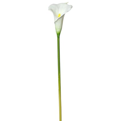 KS CALLA BIELA 70CM