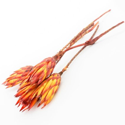 T093 REPENS RED /5ks/ 40cm protea