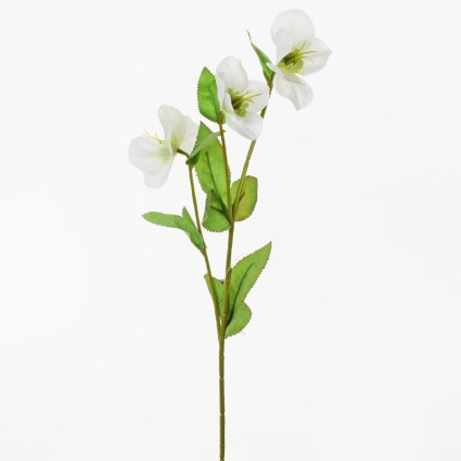 KS HELEBORUS 38cm SUPER CENA!