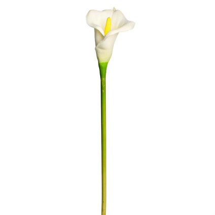 KS CALLA BIELA 65cm