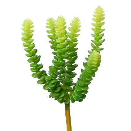 SUCULENT SEDUM BURRITO 25CM