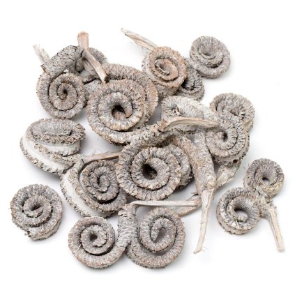 PALM RING WW 10ks/I149WWPACZ