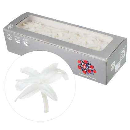 NARDOS PREPAROVANÝ WHITE 2/5cm/ks