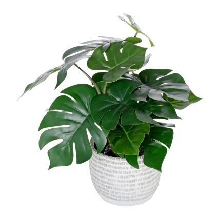 MONSTERA V PLAST.KVETINÁČI 40CM