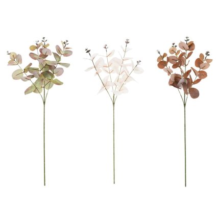 KONÁR EUKALYPT CINEREA 3F 60CM