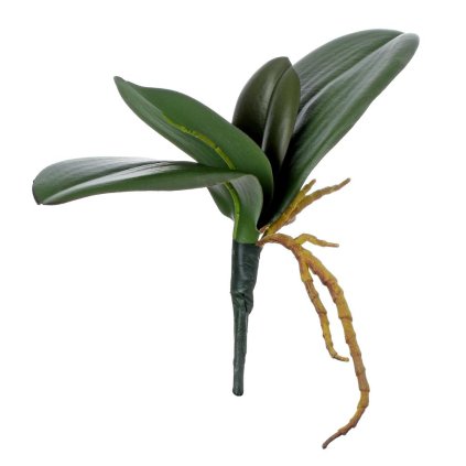 ZELEŇ LISTY ORCHIDEE 25CM