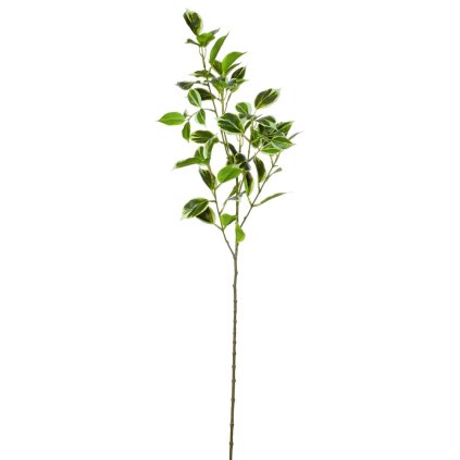 KS LISTY FICUS PANAŠOVANÉ 75CM