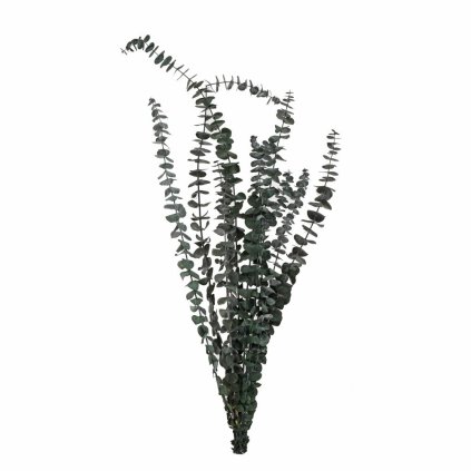 EUCALYPTUS SUŠINA ZELENÁ